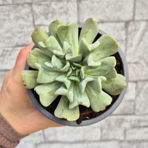 Echeveria runyonii topsy turvy 9 cm