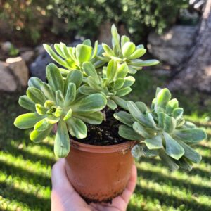 Aeonium castello paivae variegata suncup, mare1