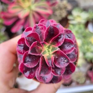 Aeonium medusa