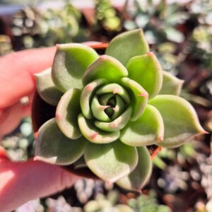 Echeveria agavoides