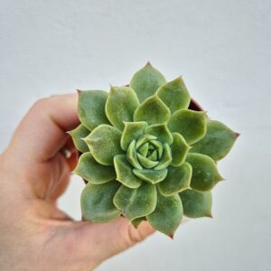 Echeveria agavoides 2