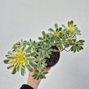 Aeonium castello paivae variegata suncup, 12 cm