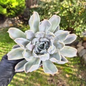 Echeveria thriller pearl 12 cm