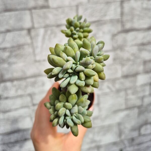 Pachyphytum sp. crestat - imagine 2