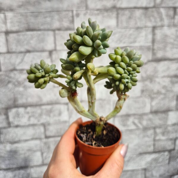 Pachyphytum sp. crestat