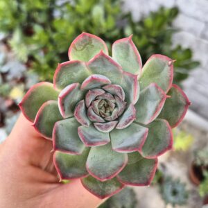Echeveria hercules