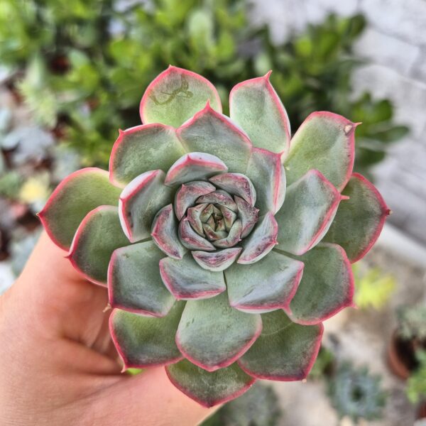 Echeveria hercules