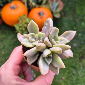 Graptopetalum paraguayense mic