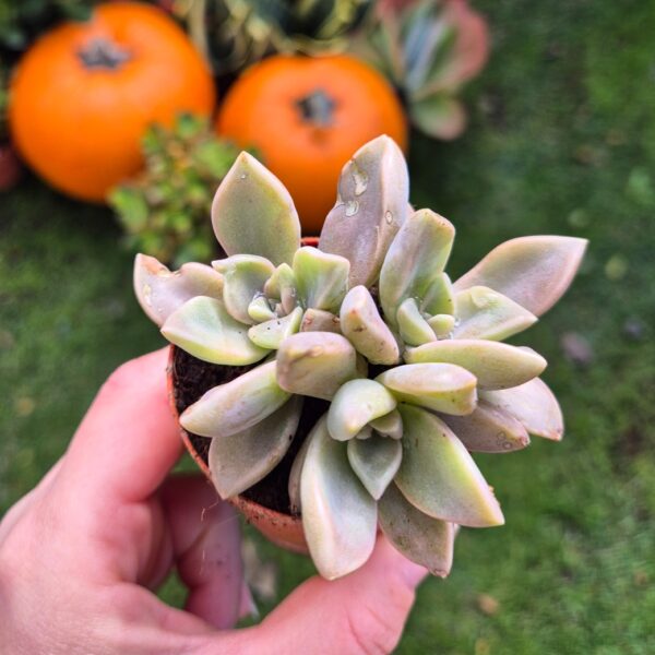 Graptopetalum paraguayense mic