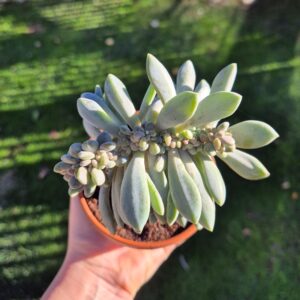Pachyphytum crestat, mare 3