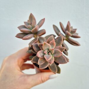 Graptosedum bronze