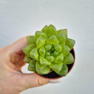 Haworthia cymbiformis