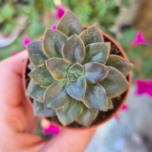 Echeveria chroma