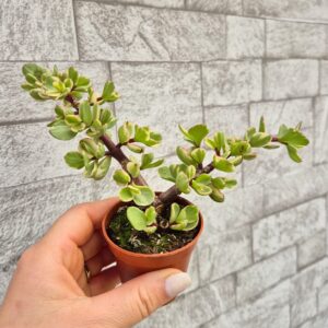 Portulacaria afra variegata, mica