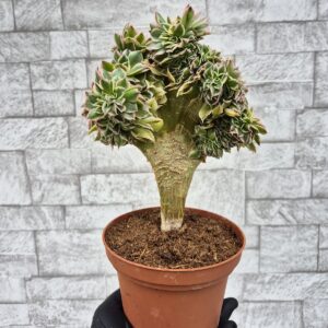 Aeonium sunburst crestat, M2