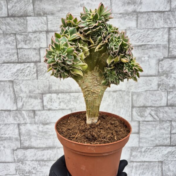 Aeonium sunburst crestat, M2