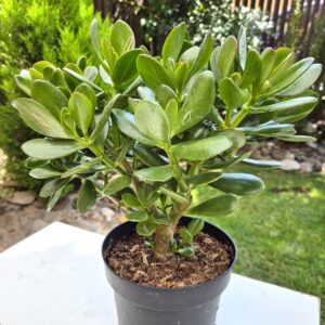 Crassula ovata- Arborele de Jad - Copacul banilor 17 cm