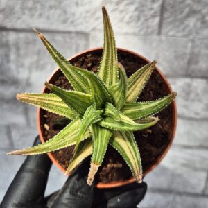 Haworthia attenuata variegata