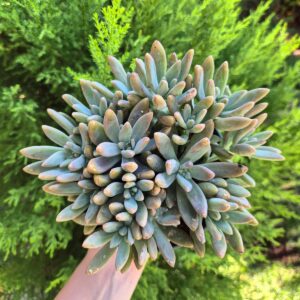 Graptosedum "Francesco baldi" 12 cm
