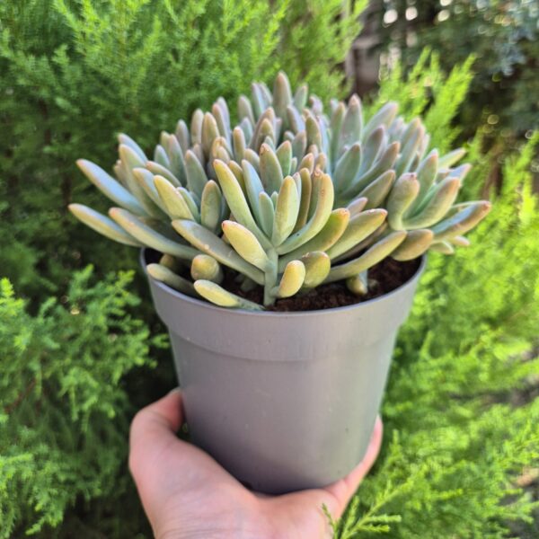 Graptosedum "Francesco baldi" 12 cm - imagine 2