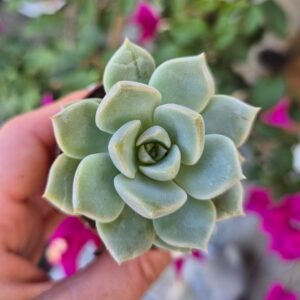 Graptoveria titubans, mica
