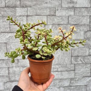Portulacaria afra variegata.