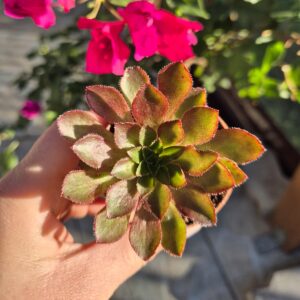 Semponium sienna, mic