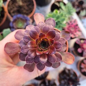 Semponium sienna, mic