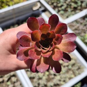 Semponium sienna, mic