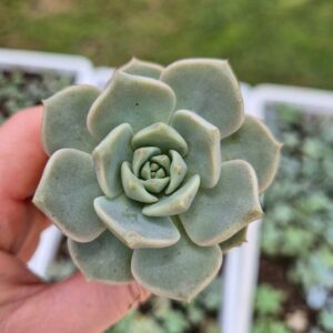 Graptoveria titubans, mica