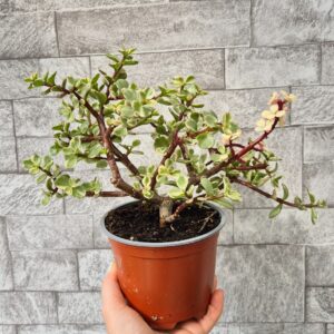Portulacaria afra variegata.