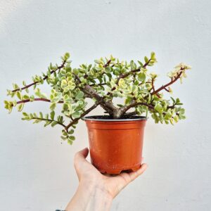 Portulacaria afra variegata.