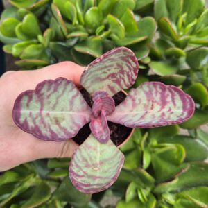 Kalanchoe humilis