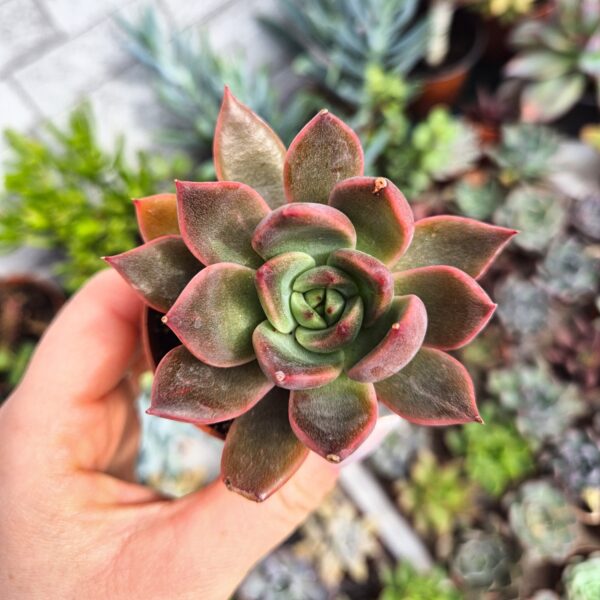 Echeveria agavoides "Christmas"