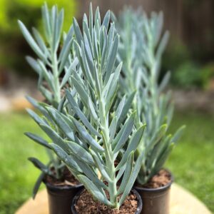 Senecio ficoides mare