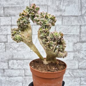 Aeonium sunburst crestat.