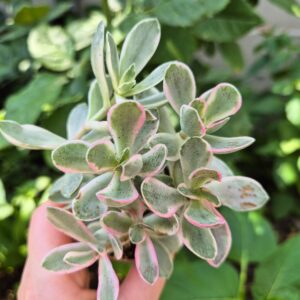 Crassula swaziensis variegata