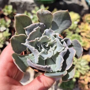 Echeveria shaviana, mica