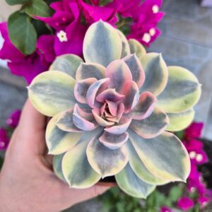 Echeveria Rainbow