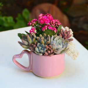 Aranjament suculent natural, in cana ceramica Pink Heart 1