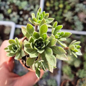 Aeonium simsii