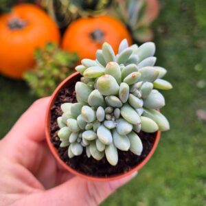 Pachyphytum crestat, mic