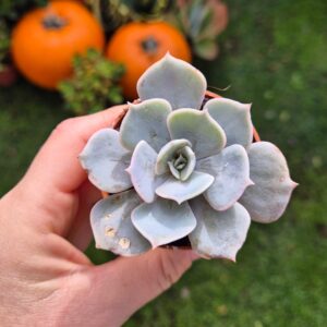 Echeveria lilacina, mica