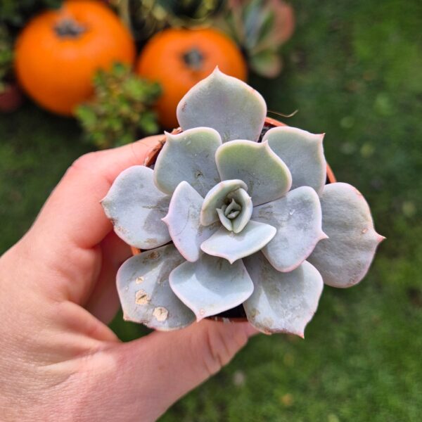 Echeveria lilacina, mica