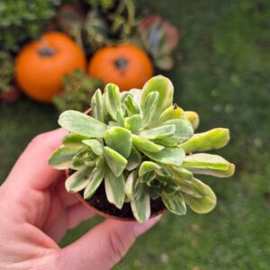 Aeonium castello paivae variegata suncup, mic