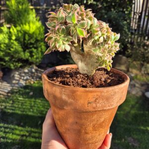 Aeonium sunburst crestat.