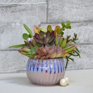 Aranjament suculent natural, in vas ceramic "Purple Fantasy"