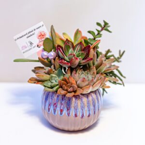 Aranjament suculent natural, in vas ceramic "Purple Fantasy"
