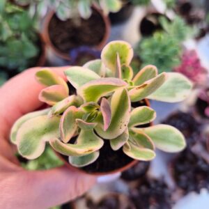 Crassula swaziensis variegata
