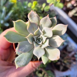 Echeveria lilacina, mica